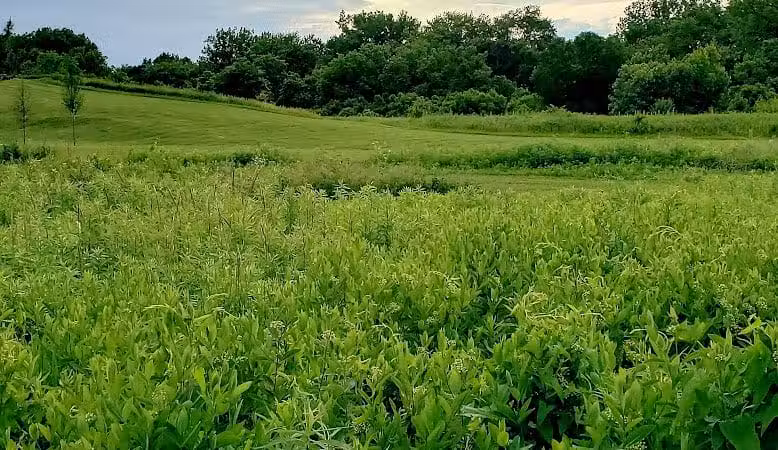 Walnut Woods Metro Park - Groveport, OH