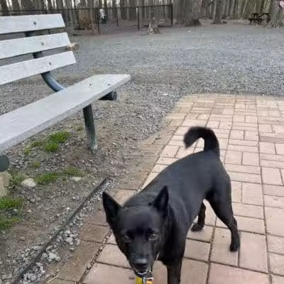 Hamden Dog Park - Hamden, CT