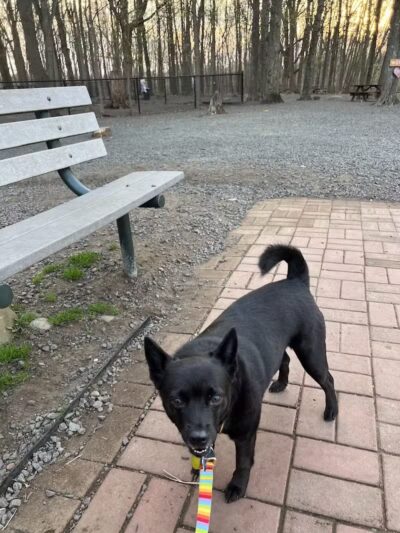 Hamden Dog Park - Hamden, CT