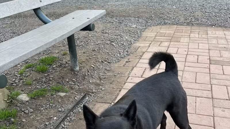 Hamden Dog Park - Hamden, CT