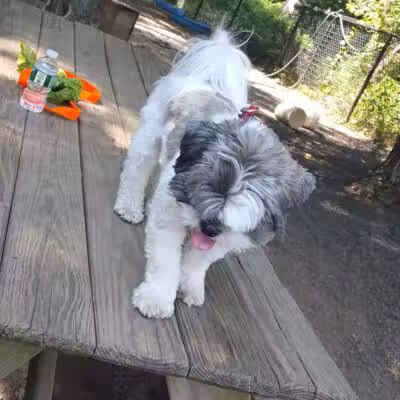 Hamden Dog Park - Hamden, CT