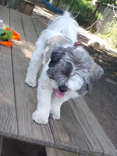 Hamden Dog Park - Hamden, CT