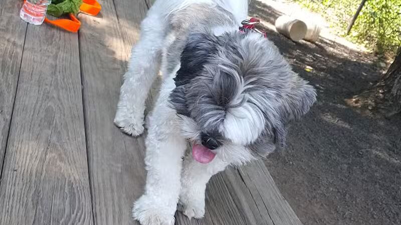 Hamden Dog Park - Hamden, CT