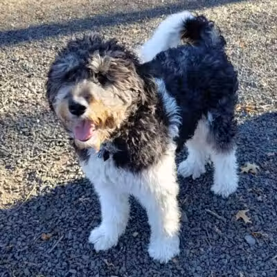 Hamden Dog Park - Hamden, CT