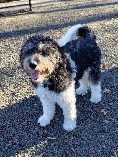 Hamden Dog Park - Hamden, CT