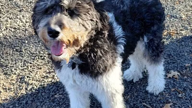 Hamden Dog Park - Hamden, CT