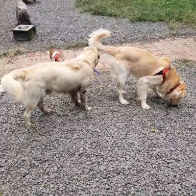 Hamden Dog Park - Hamden, CT