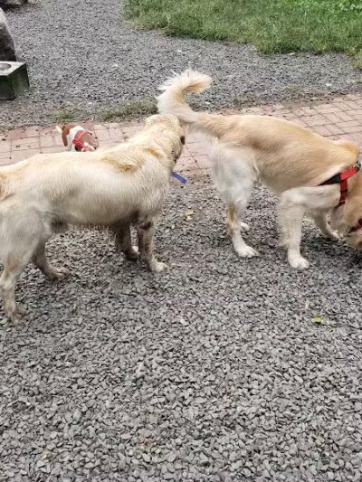 Hamden Dog Park - Hamden, CT