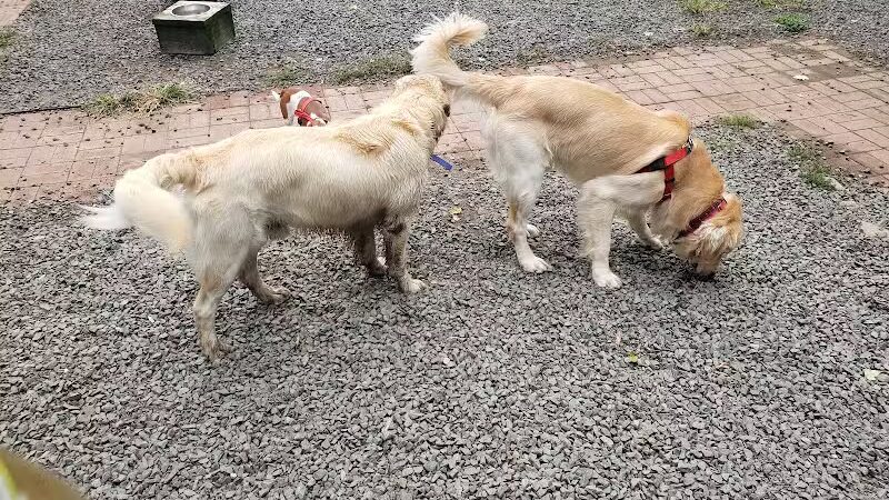 Hamden Dog Park - Hamden, CT