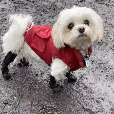 Hamden Dog Park - Hamden, CT