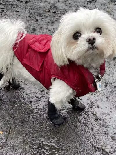 Hamden Dog Park - Hamden, CT