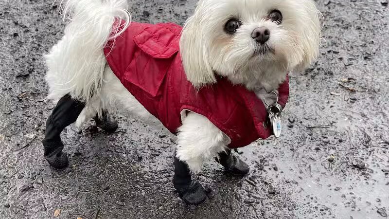 Hamden Dog Park - Hamden, CT