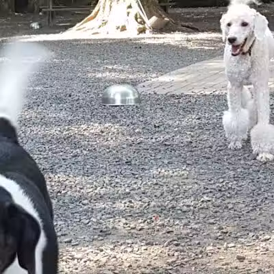 Hamden Dog Park - Hamden, CT