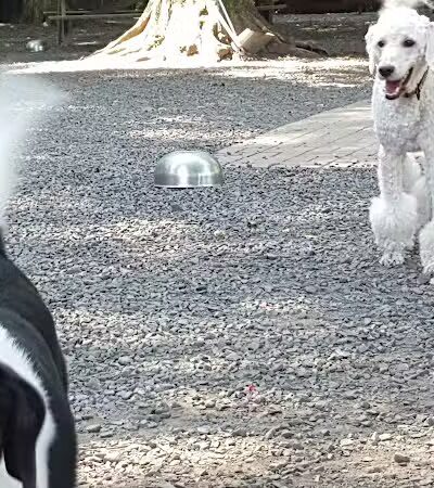 Hamden Dog Park - Hamden, CT