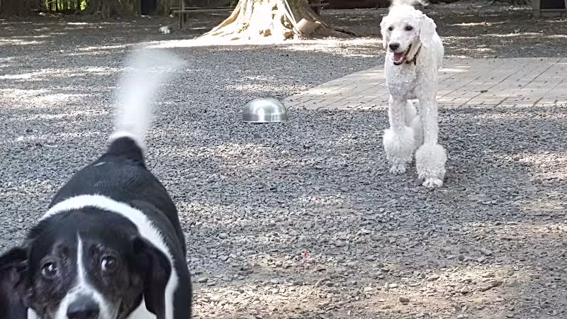 Hamden Dog Park - Hamden, CT