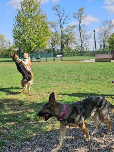 Bark Park - Hamilton, OH