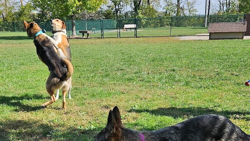 Bark Park - Hamilton, OH