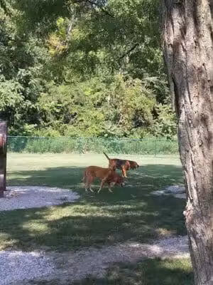 Bark Park - Hamilton, OH