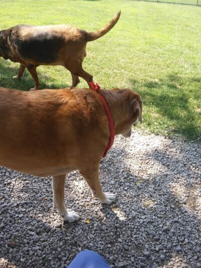 Bark Park - Hamilton, OH