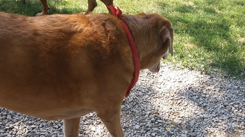 Bark Park - Hamilton, OH