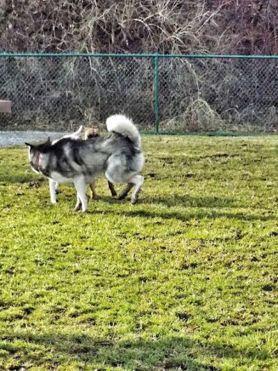 Bark Park - Hamilton, OH