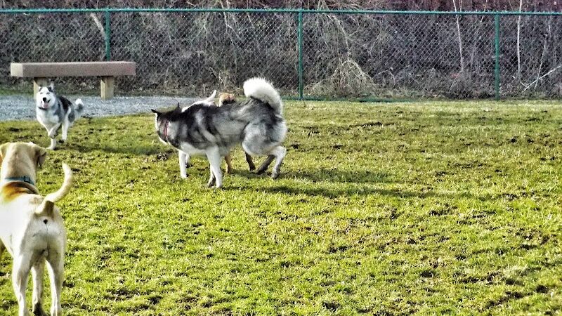 Bark Park - Hamilton, OH