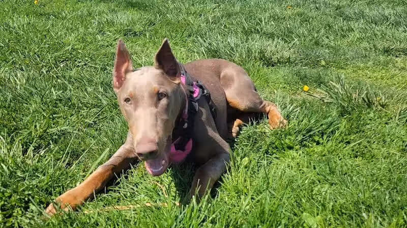 Holly's Dog Park - Hamilton, OH