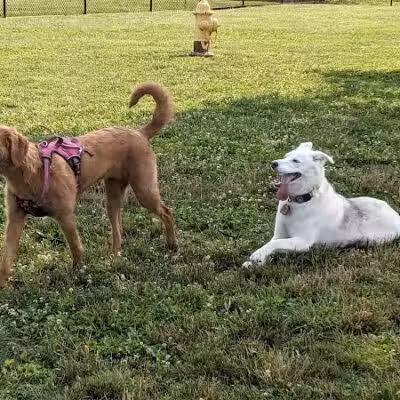 Holly's Dog Park - Hamilton, OH