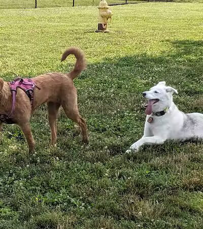 Holly's Dog Park - Hamilton, OH
