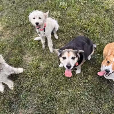 Holly's Dog Park - Hamilton, OH
