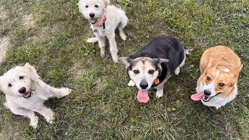 Holly's Dog Park - Hamilton, OH