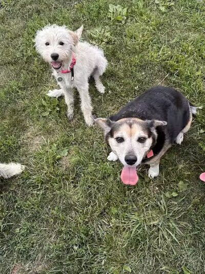 Holly's Dog Park - Hamilton, OH