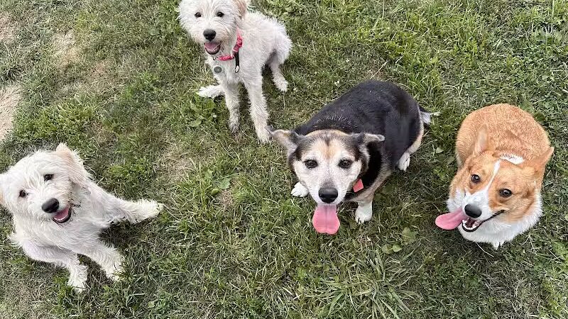 Holly's Dog Park - Hamilton, OH