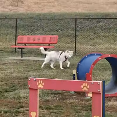 Holly's Dog Park - Hamilton, OH