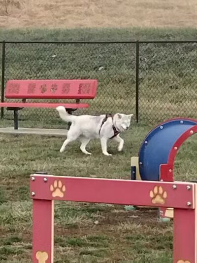 Holly's Dog Park - Hamilton, OH