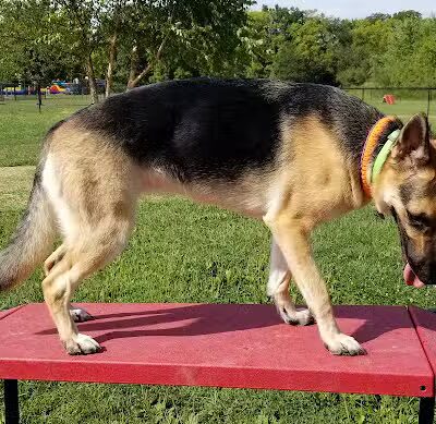 Holly's Dog Park - Hamilton, OH