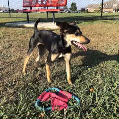 Holly's Dog Park - Hamilton, OH