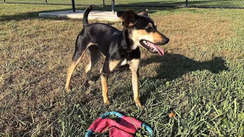 Holly's Dog Park - Hamilton, OH