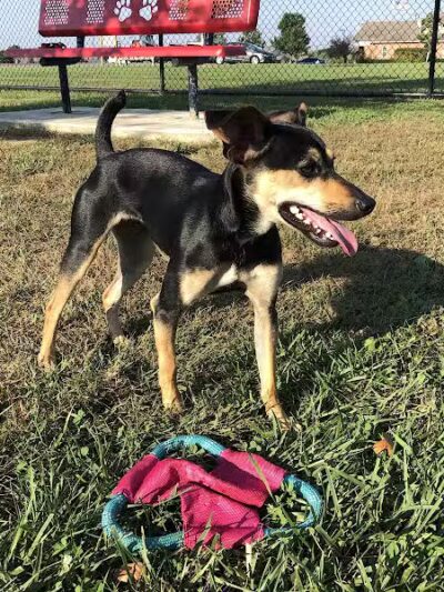 Holly's Dog Park - Hamilton, OH