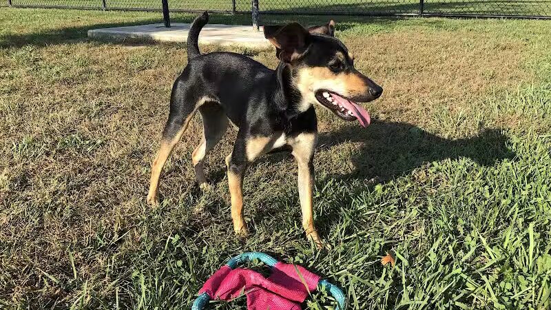 Holly's Dog Park - Hamilton, OH