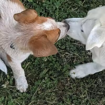 Holly's Dog Park - Hamilton, OH