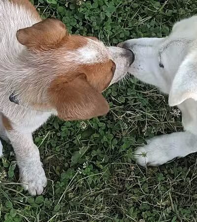 Holly's Dog Park - Hamilton, OH