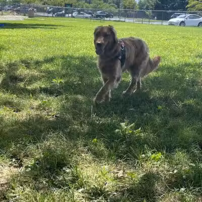 Hamilton Dog park - Hamilton Township, NJ