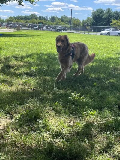 Hamilton Dog park - Hamilton Township, NJ