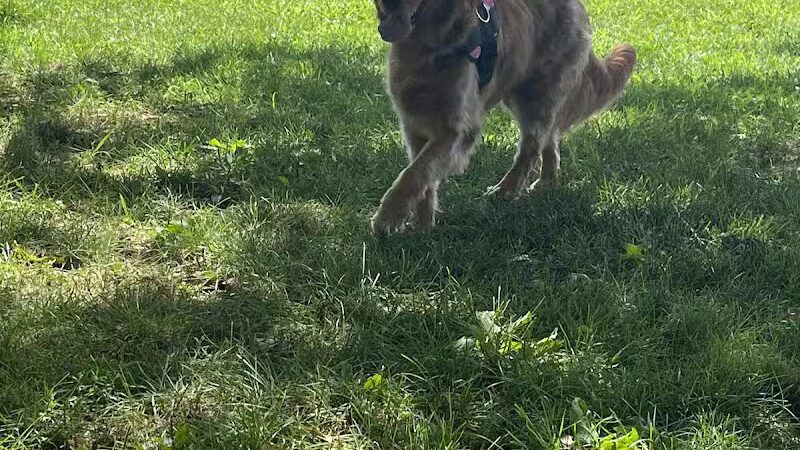 Hamilton Dog park - Hamilton Township, NJ