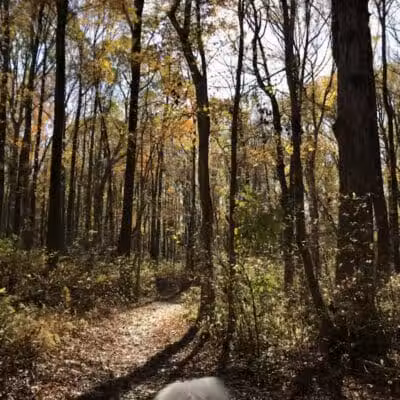 Hamilton Dog park - Hamilton Township, NJ