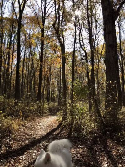 Hamilton Dog park - Hamilton Township, NJ