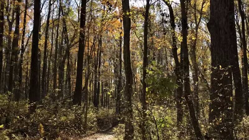 Hamilton Dog park - Hamilton Township, NJ