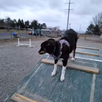 Hamilton Dog park - Hamilton Township, NJ