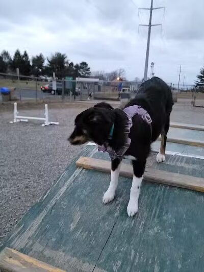 Hamilton Dog park - Hamilton Township, NJ